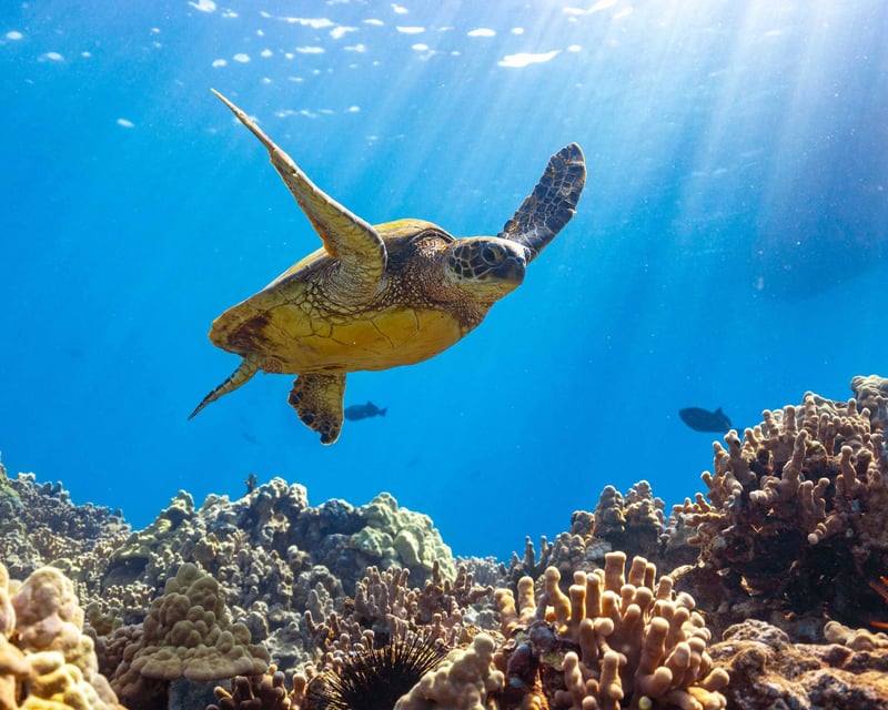 Maui Guided Beach Dives
