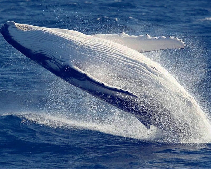 Humpback Whale Watch and Dolphin Search