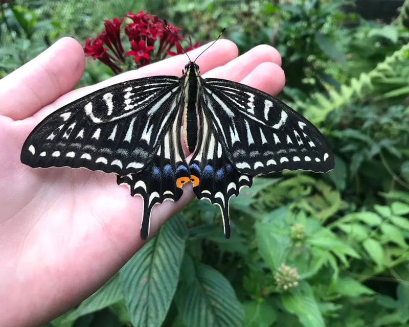 Explore The Maui Butterfly Farm on a 45-Minute Tour