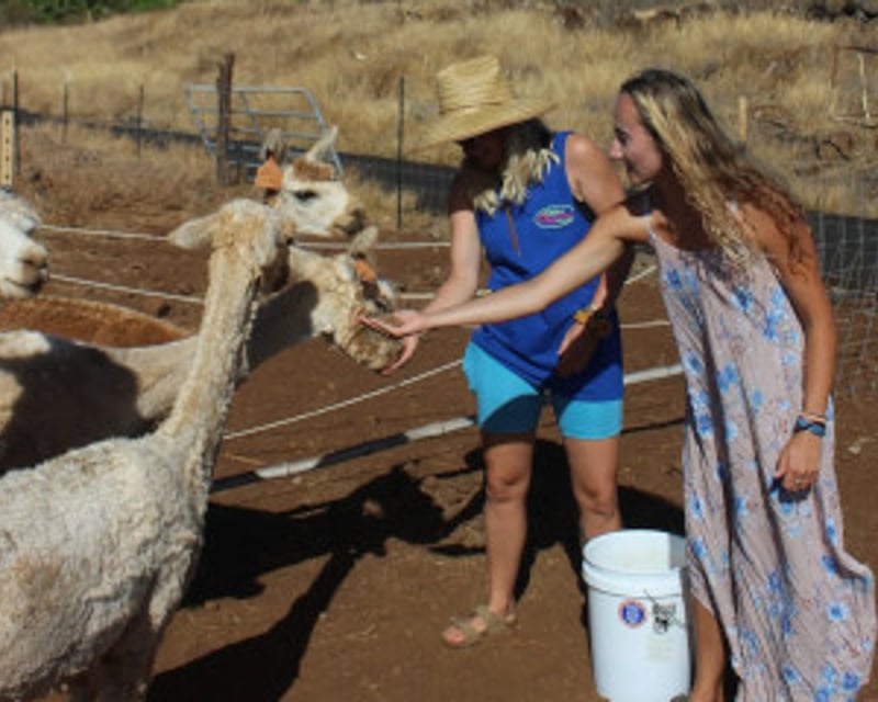Tour an Alpaca Farm in Lahaina