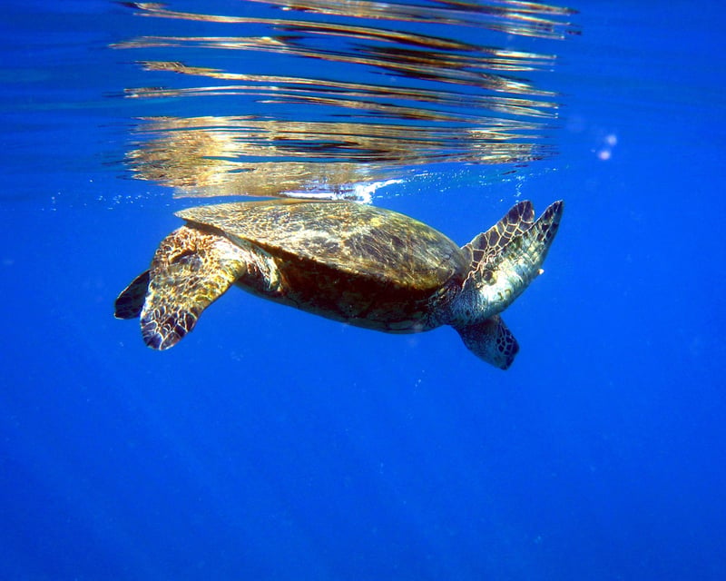 Guided 3-Hour Turtle Town Kayak & Snorkel in Makena