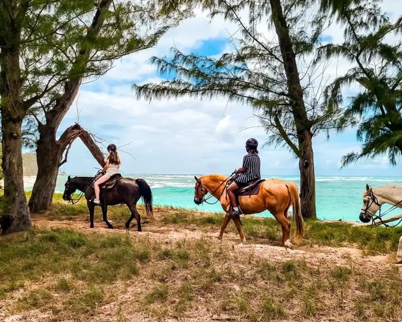 North Shore Oahu Oceanfront Horseback Ride on Polo Ponies