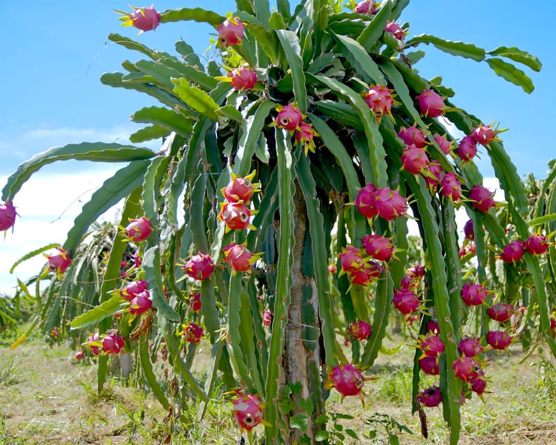 Private Maui Farm, Winery & Distillery Tour