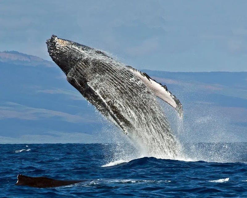 Maui Whale Watch Adventure on Reef Explorer