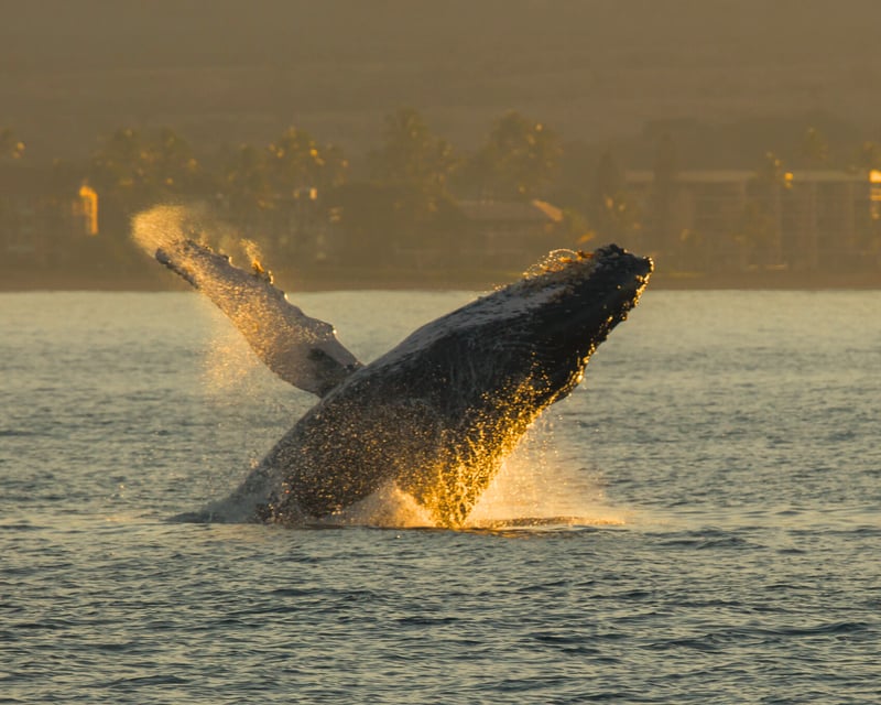 Sunset Whale Watch Sail in Ma'alaea