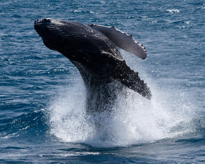 Ma'alaea Whale Watching With Marine Naturalists