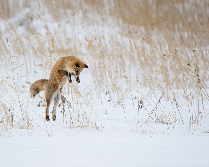 Winter Wildlife Photography Tour in Grand Teton