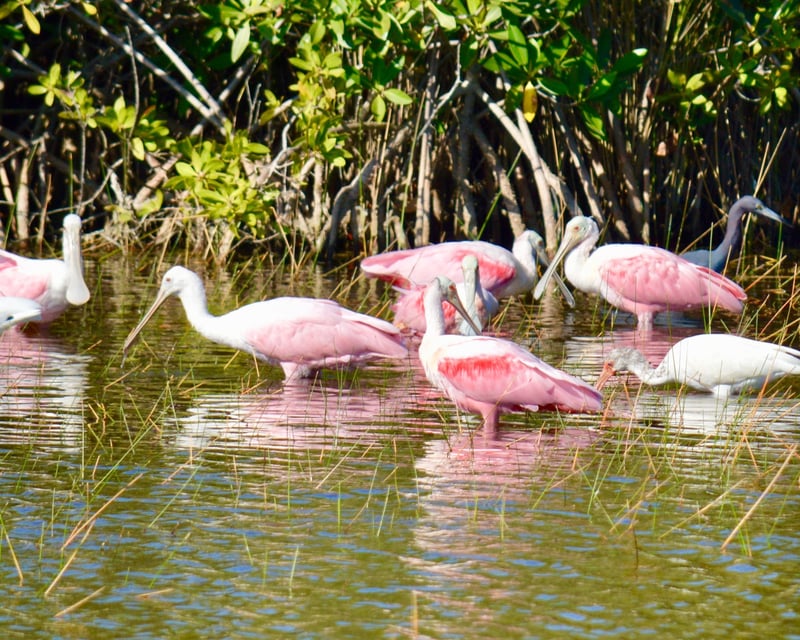 Private 10,000 Islands Manatee & Dolphin Tour from Naples