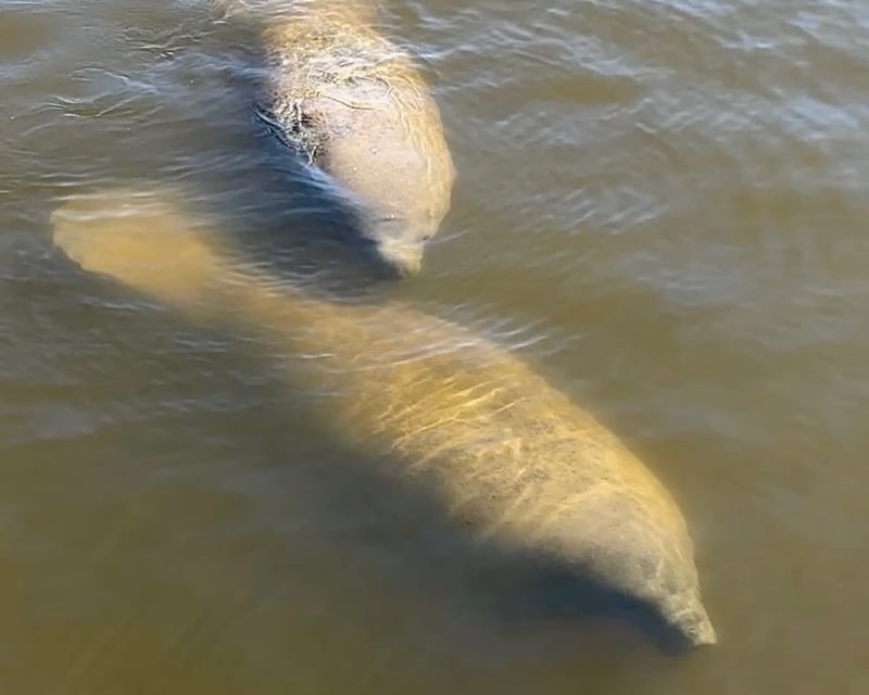 Spot Manatees on a Naples Wildlife Boat Tour