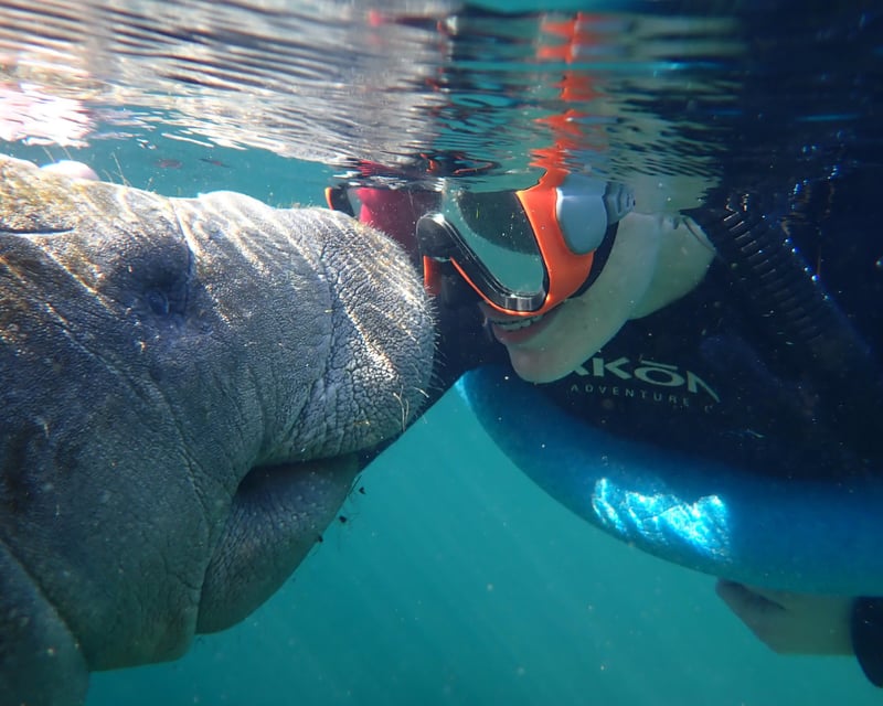 Private Swim With Manatees Tour on the Homosassa River