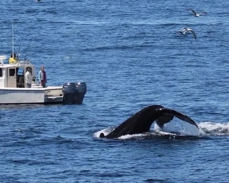 Private Whale Watching Charter in Provincetown