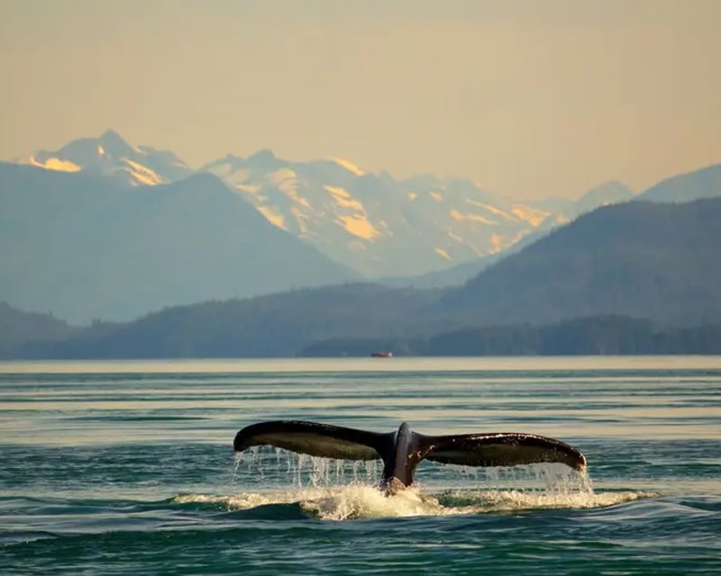 Private Whale Watching Cruise in Juneau