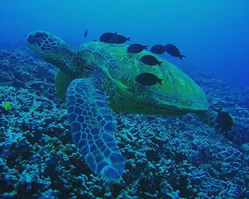 Sea Turtle Snorkel & Dolphin Cruise in Lahaina