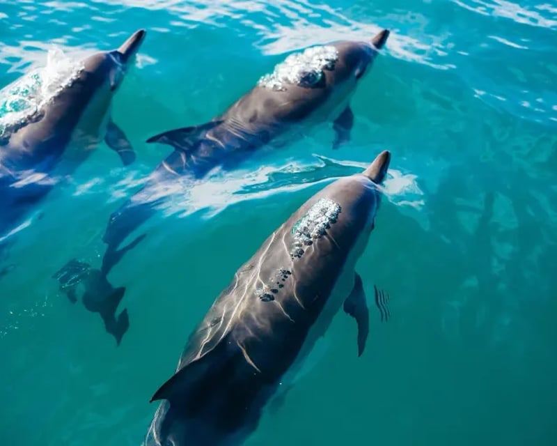 Explore Sarasota Bay on a 3-Hour Boat Tour