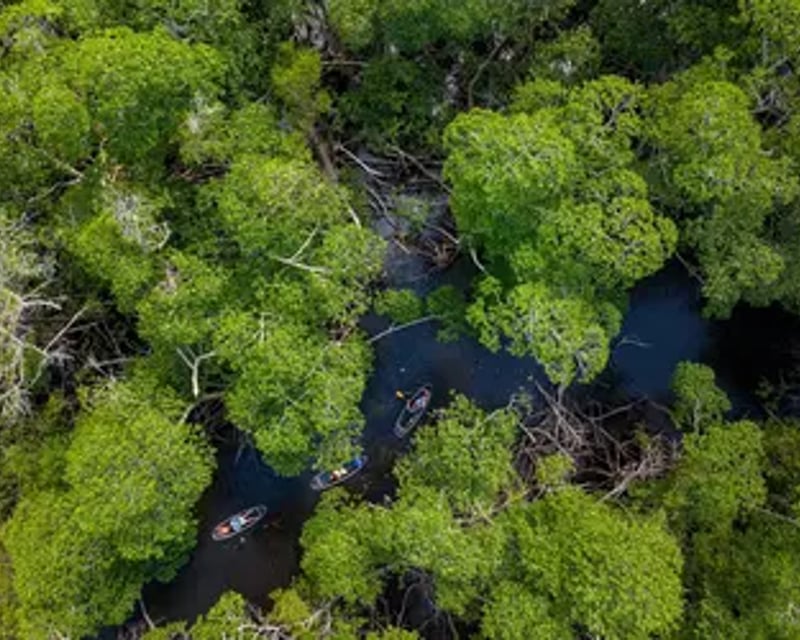 Private Clear Kayak Tour In Miami Mangrove Tunnels