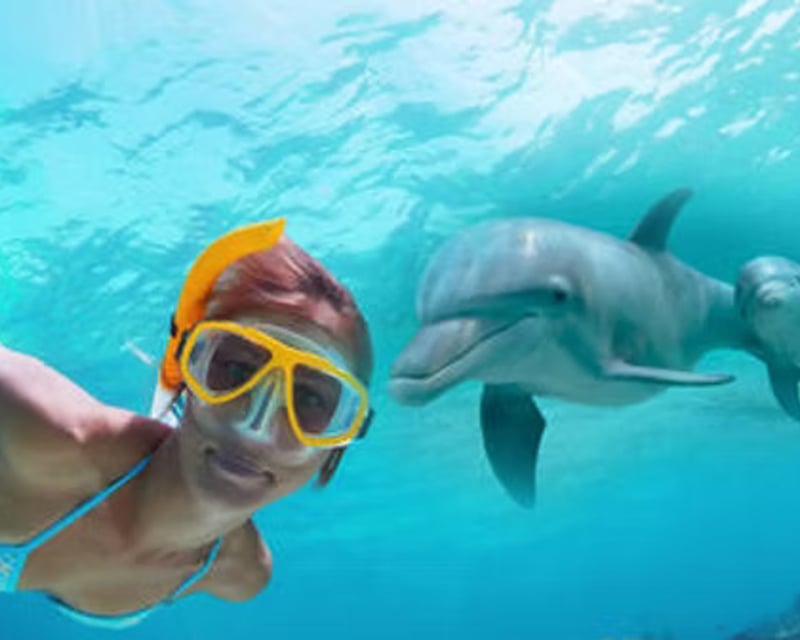 Dolphin Watch & Snorkel Tour to Shell Island