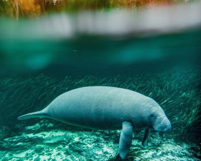 Manatee Kayaking Tour at Blue Spring State Park