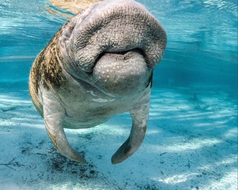 Private Blue Spring State Park Manatee Kayak Adventure