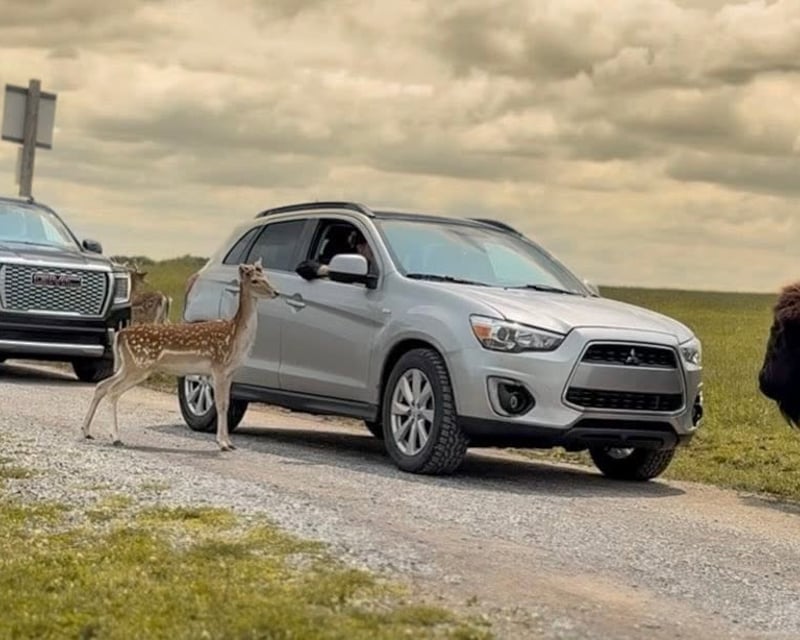 Drive Your Vehicle Through Keystone Safari in Grove City