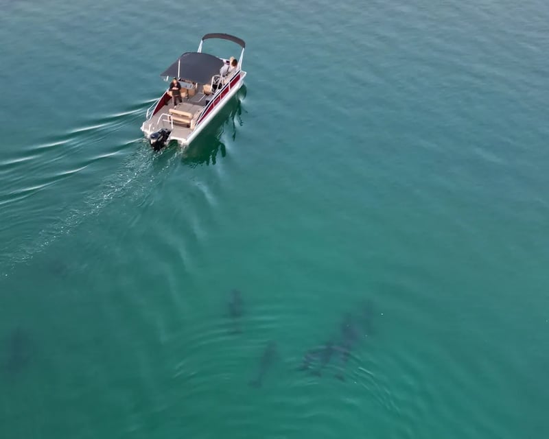 Destin Sunset Dolphin Cruise