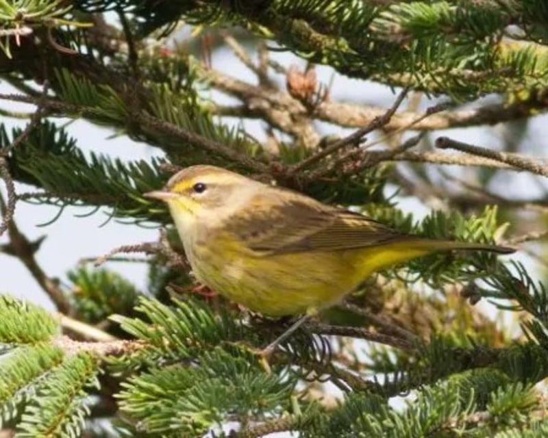 Portland Guided Birding & Tasting Tour