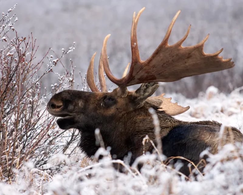 Sunset Wildlife Safari in Jackson Hole