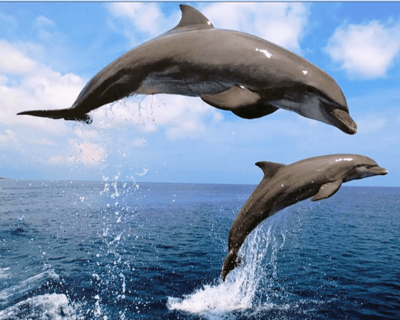 Wanchese Wild Dolphin Cruise
