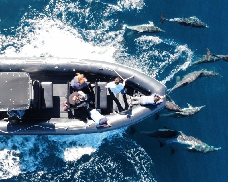 Watch Dolphins & Whales on a 2-Hour Oceanside Cruise