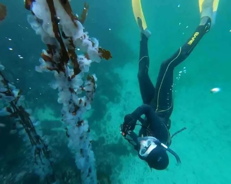 Kelp Forest Snorkel Tour in Sitka