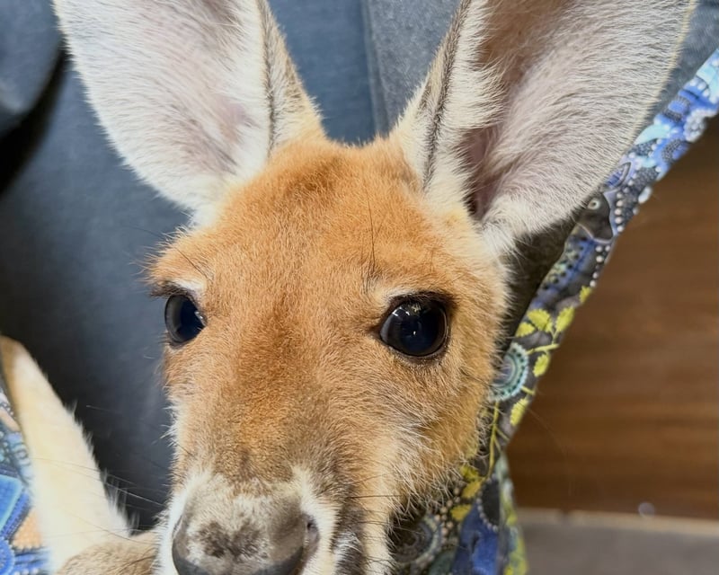 Red Kangaroo Encounter at North Florida Wildlife Center