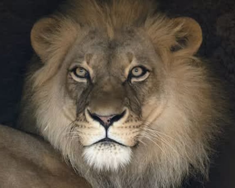 Zoo Atlanta Admission with 1,000+ Animals